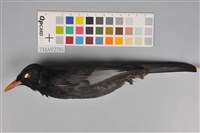 藏品(紅嘴黑鵯)的圖片